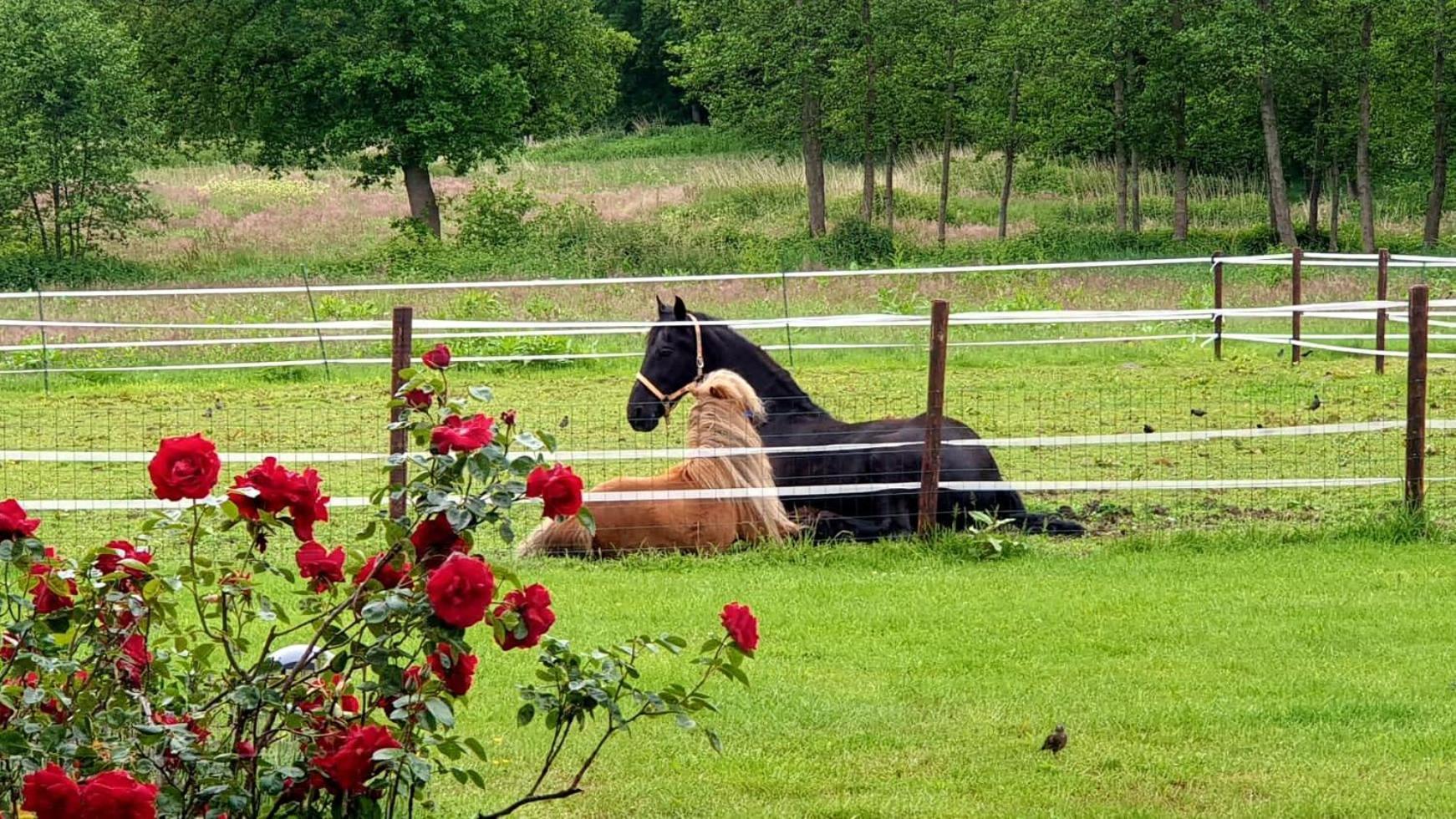 B&B Kuiper In Friesland Ureterp Екстер'єр фото
