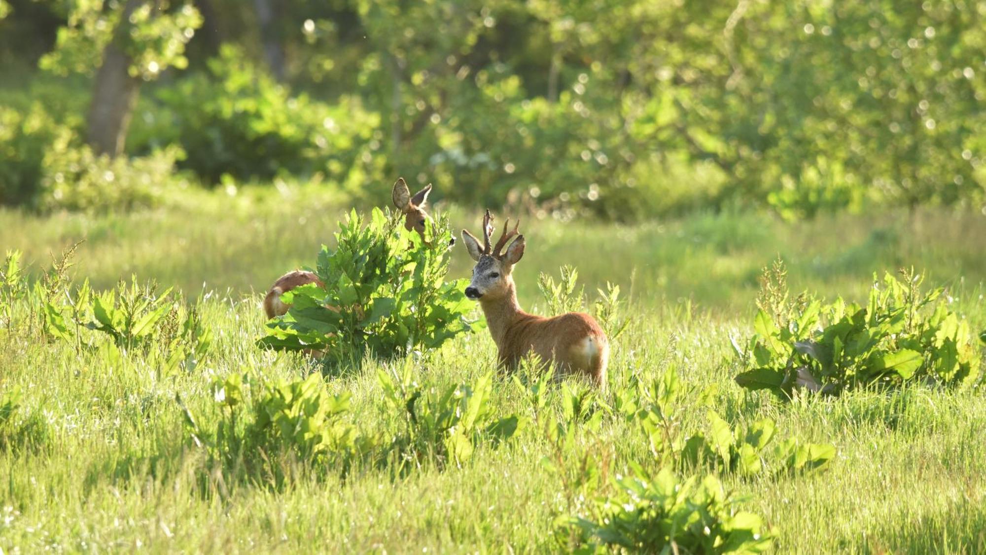 B&B Kuiper In Friesland Ureterp Екстер'єр фото